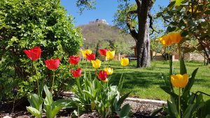 Tulpenblüte mit Burg Hohenneuffen im Hintergrund. Perfekt zum Wandern