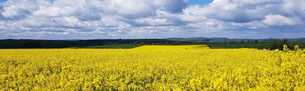 Rapsfeld